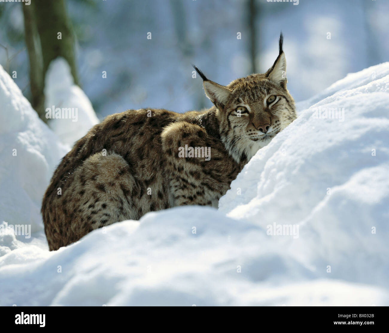 lynx Lynx portrait big cat snow animal beast animals beasts winter Switzerland Stock Photo