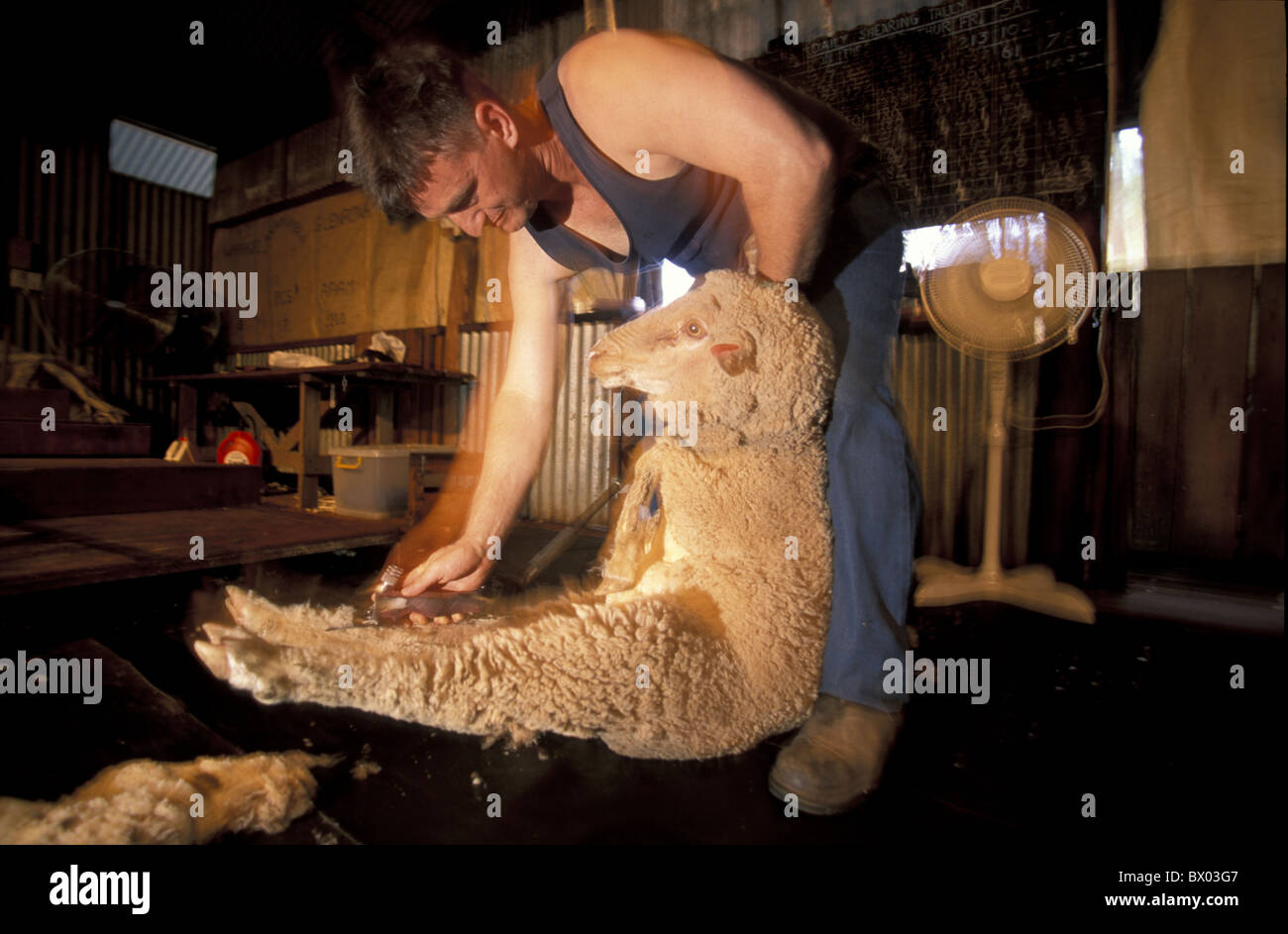 Australia Brisbane Queensland Sheep sharing Australian Woolshed shear clipp scheep agriculture man no mode Stock Photo