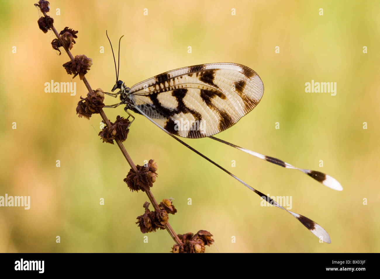 Nemoptera Sinuata - Closeup image Stock Photo