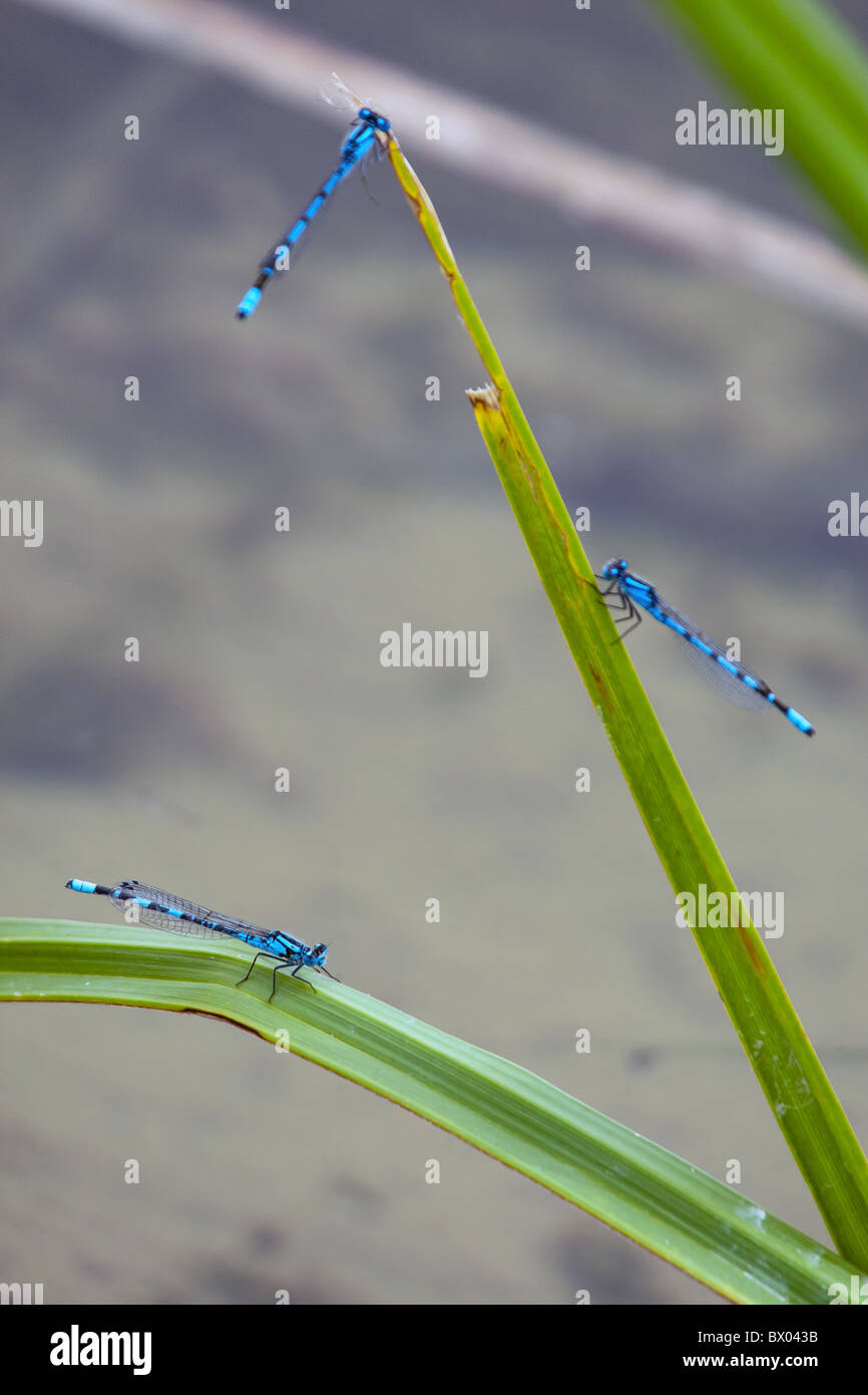 Three Blue Damselflies on reeds by a ponds edge, during the mating season. Stock Photo