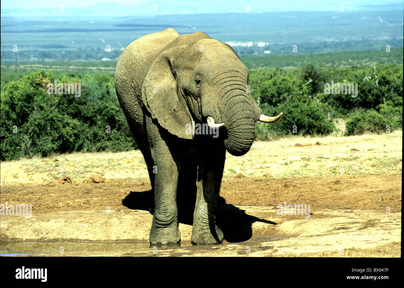 Addo Elephant national park elephant South Africa drink water hole Stock Photo