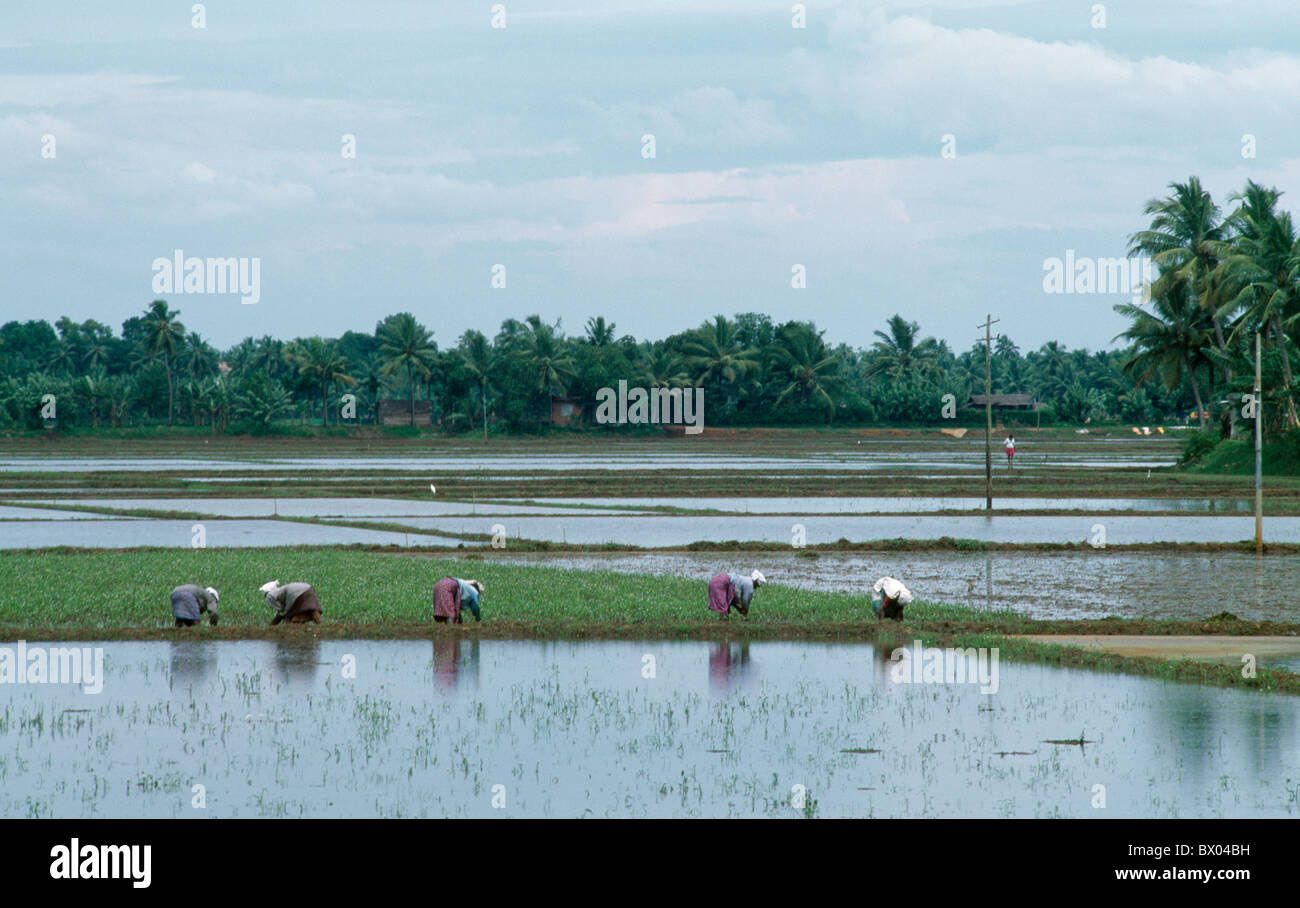 Mankotta Island India Kerala People Working On Rice Fields Stock Photo