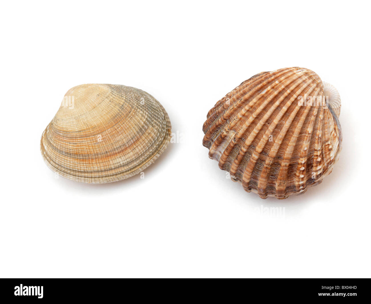 Two Cockle Shells Stock Photo