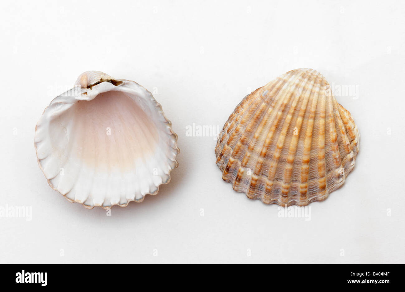 Two Cockle Shells On Sand Stock Photo