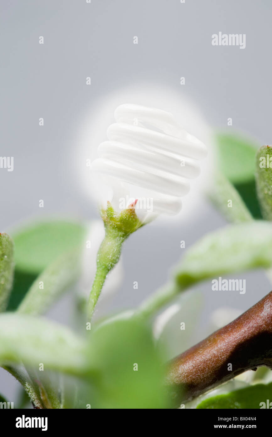 Cfl light hires stock photography and images Alamy