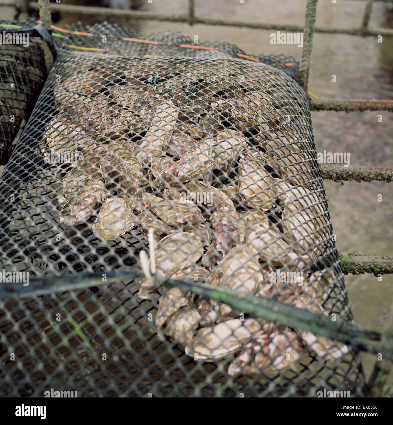 fishing fishery fisherman oyster culture wire grid basket oysters France Europe Normandy Stock