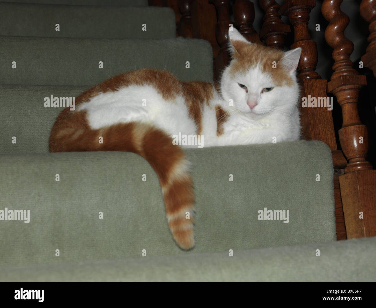 Ginger And White Tom Cat Laying On The Stairs Stock Photo Alamy