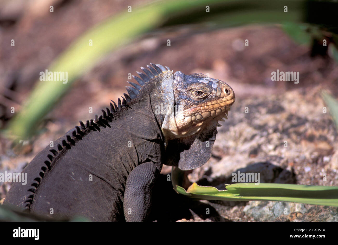 animal animals Iguana Leguan reptiles Saint Barth saurian Caribbean Stock Photo