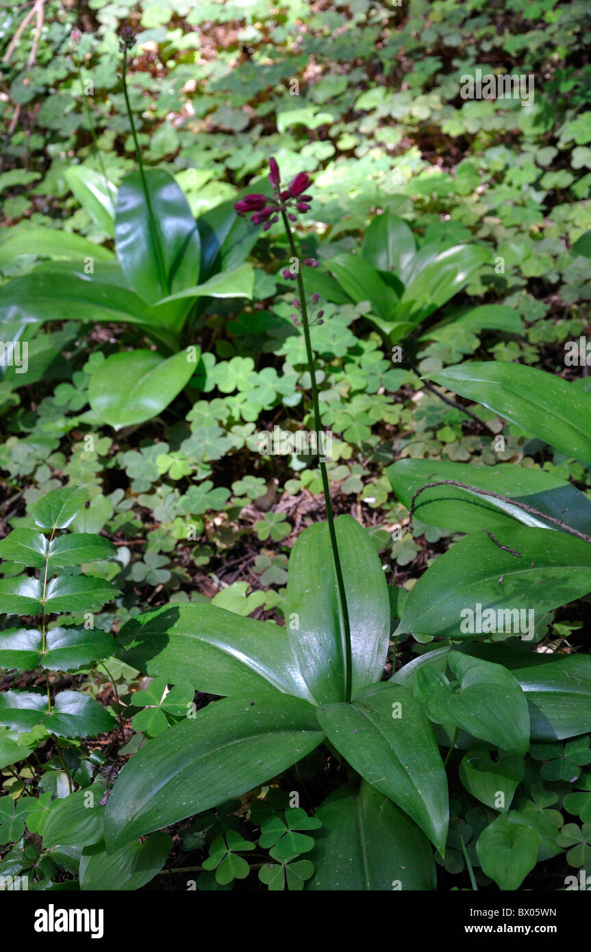False Lily of the Valley Maianthemum dilatatum Redwoods National