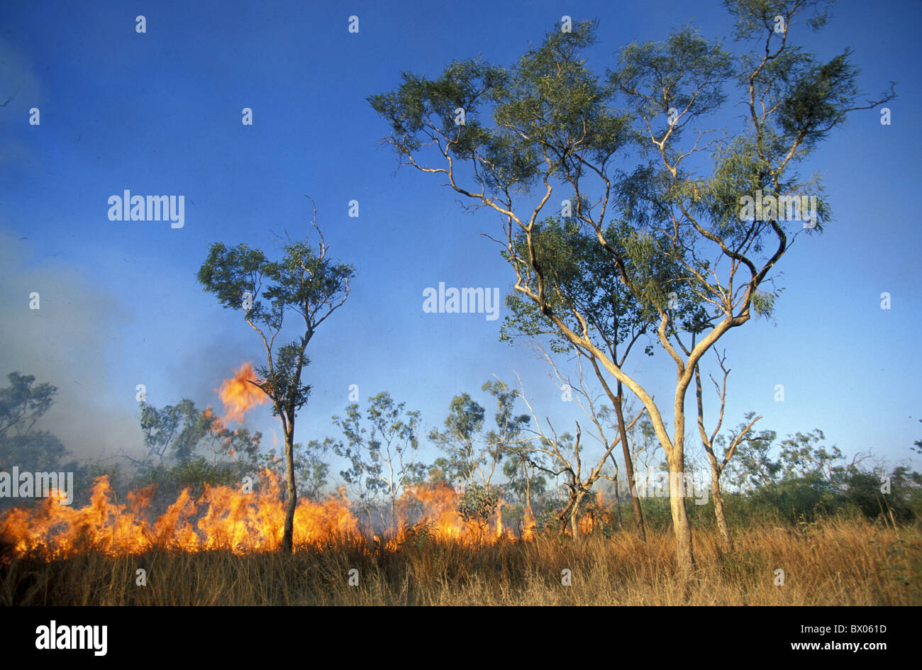 Australia bush fire Bushfire fire flames Gibb River Road outback Kimberley´s trees western Australia Stock Photo