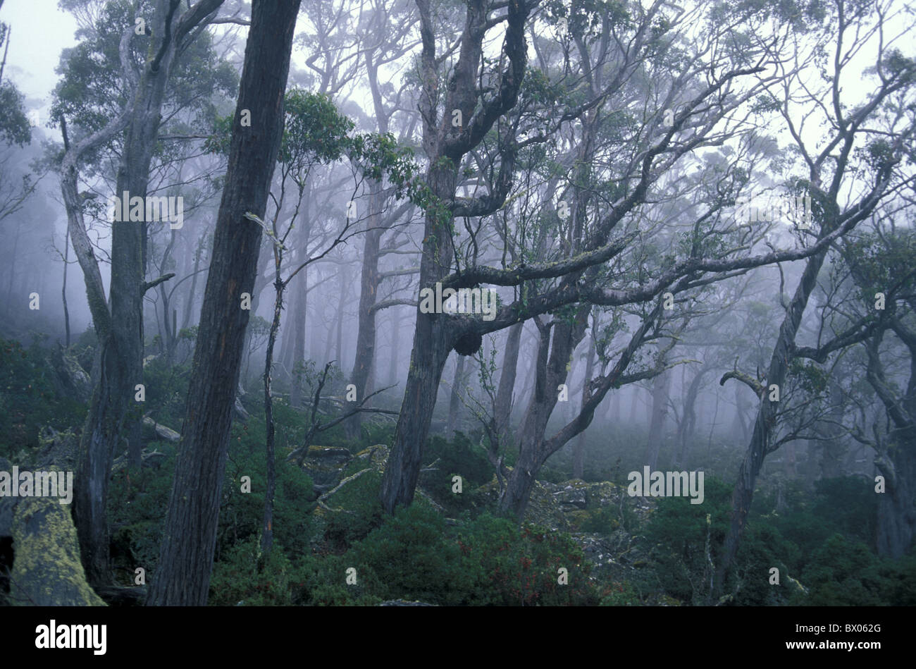 Australia Ben Lomond national park fogs scenery landscape Tasmania trees Wood Stock Photo