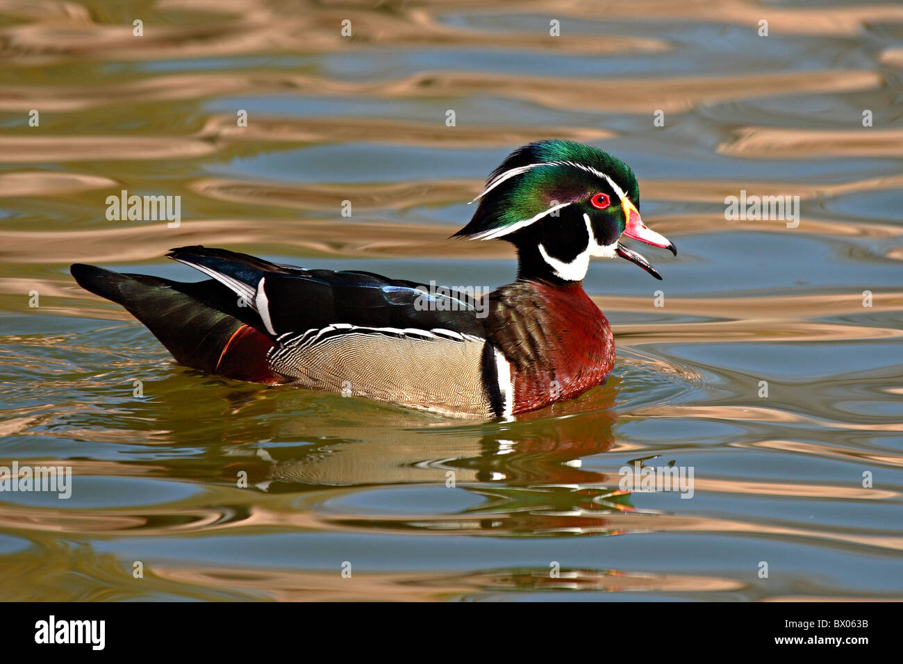 Wood duck calling out hires stock photography and images Alamy
