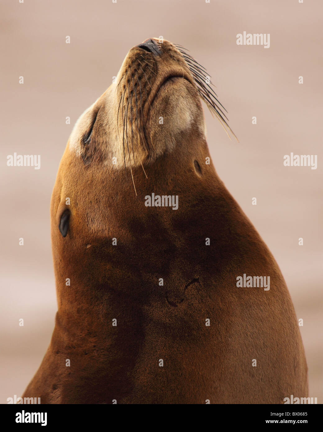 Nose in air hi-res stock photography and images - Alamy