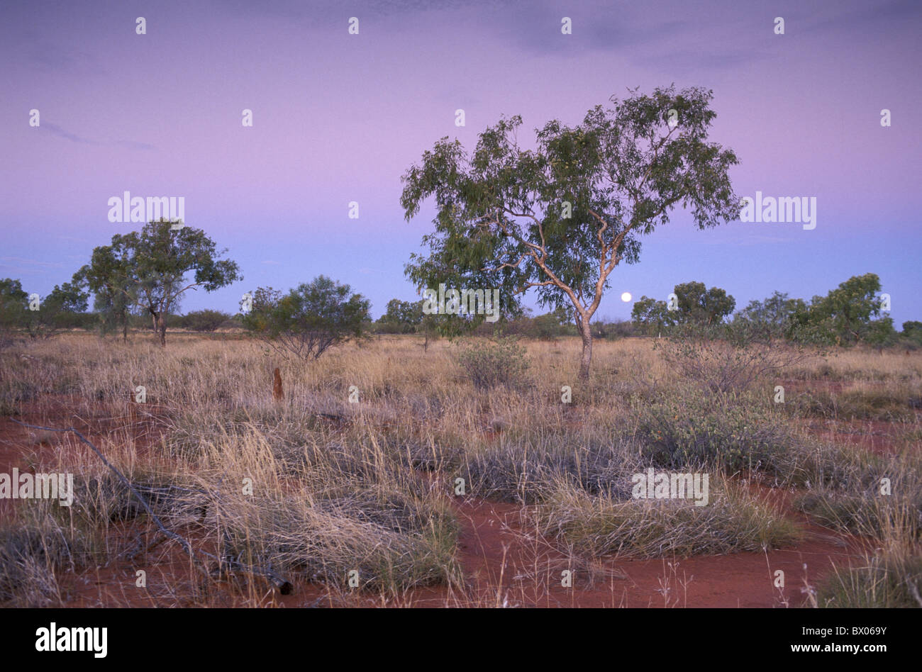 Australia Barkly Homestead desert dusk Northern Territory Outback scenery landscape trees twilight Stock Photo