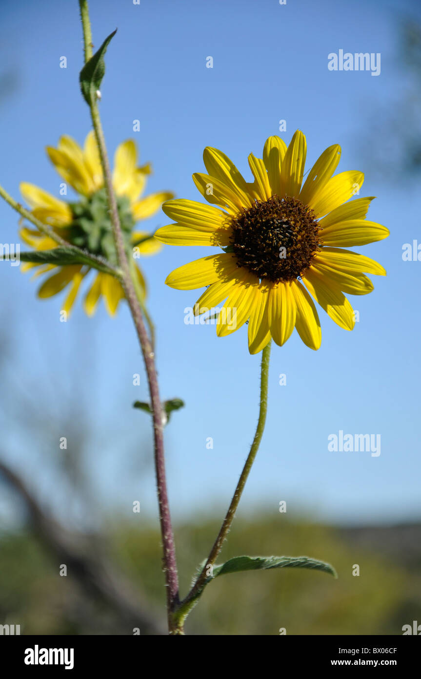 Helianthus annuus sunflower, Texas, USA Stock Photo