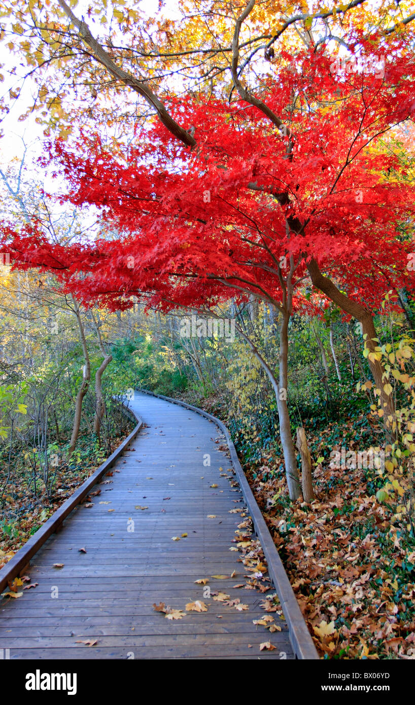 Avalon nature trail and preserve, Stony Brook, Long Island NY Stock Photo