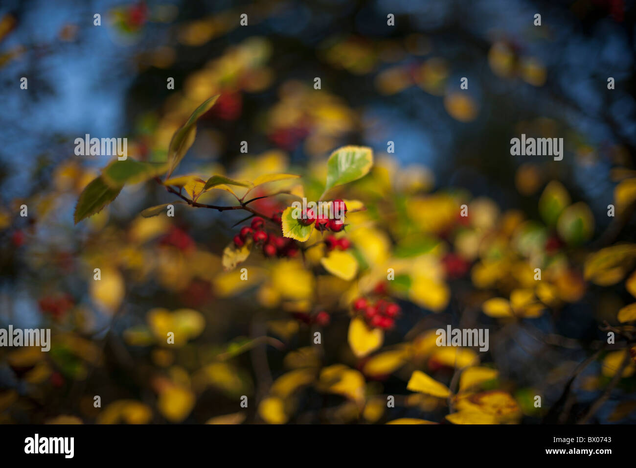 Fall Berries on green and yellow bush, photographed in Berlin Germany Stock Photo
