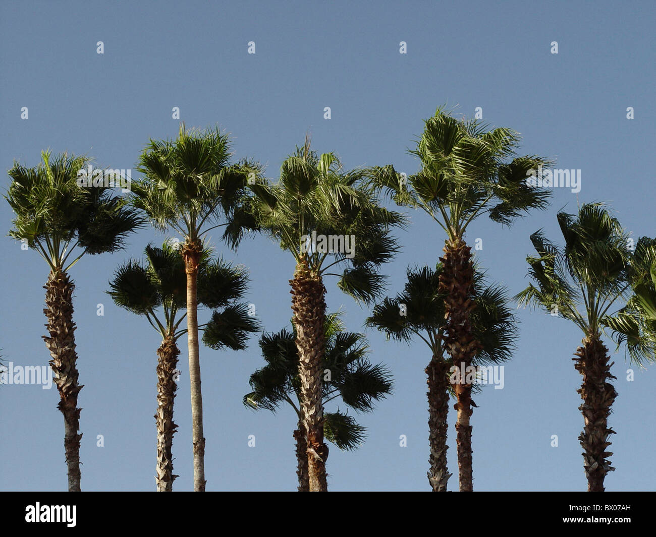 botany group sky several nature palm palms plants Stock Photo - Alamy