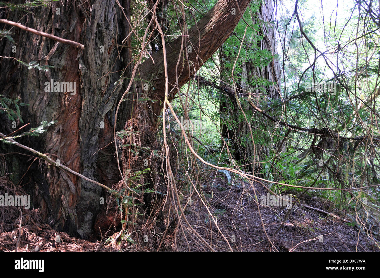 Giant sequoia tree branches hi-res stock photography and images - Alamy