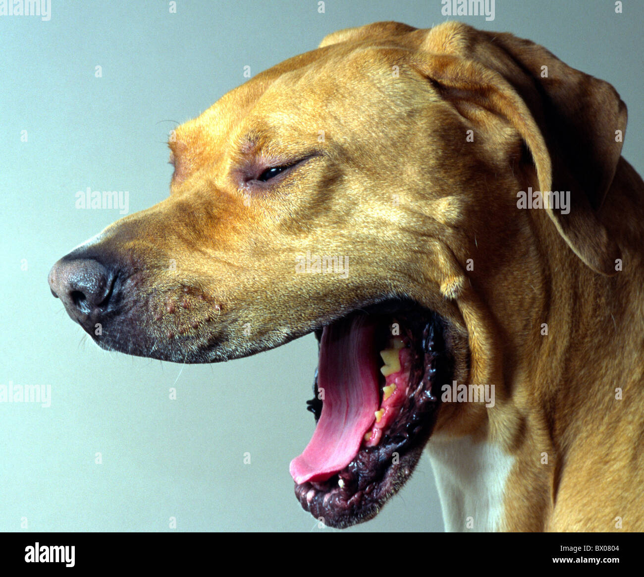 yawn face Fila Brasileiro dog tiredly nature portrait animal beast Stock Photo