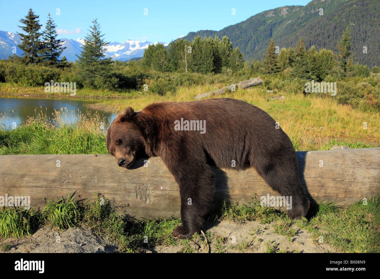 Brown bear sleeping on a log Stock Photo