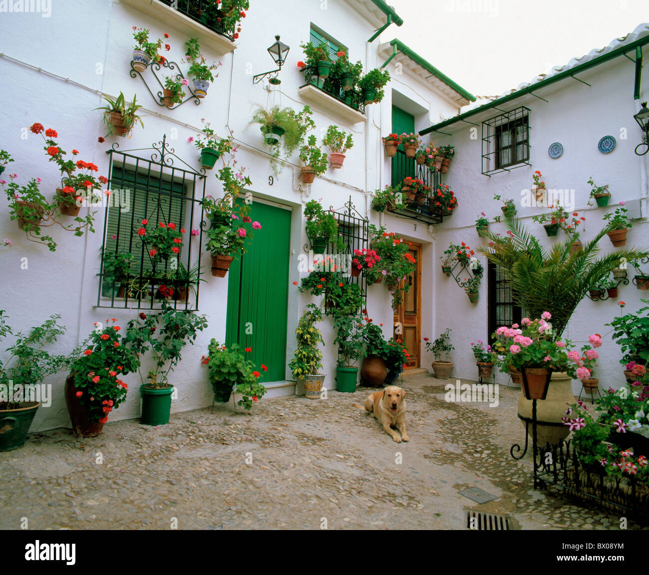 Andalusia floral decoration Cordoba houses homes dog Priego Spain Europe typical Stock Photo