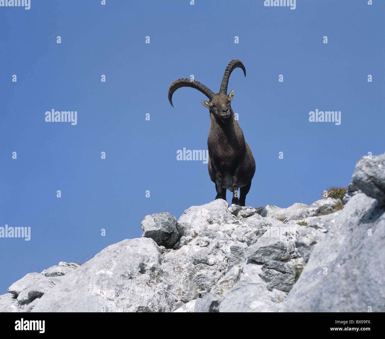 alp stone area Capra ibex individual cliff sky Switzerland Europe Capricorn ibex Stock Photo