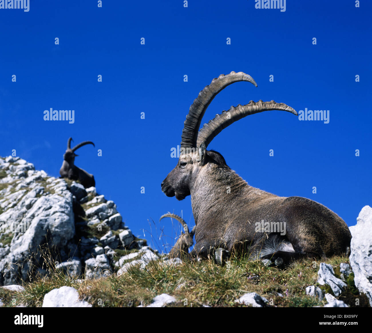 alp stone area Capra ibex cliff group sky quiescent Switzerland Europe Capricorn ibex Stock Photo