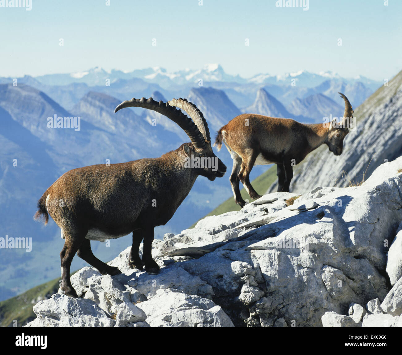 alp stone area mountains Capra ibex rocks cliffs Switzerland Europe Capricorn ibex two Stock Photo