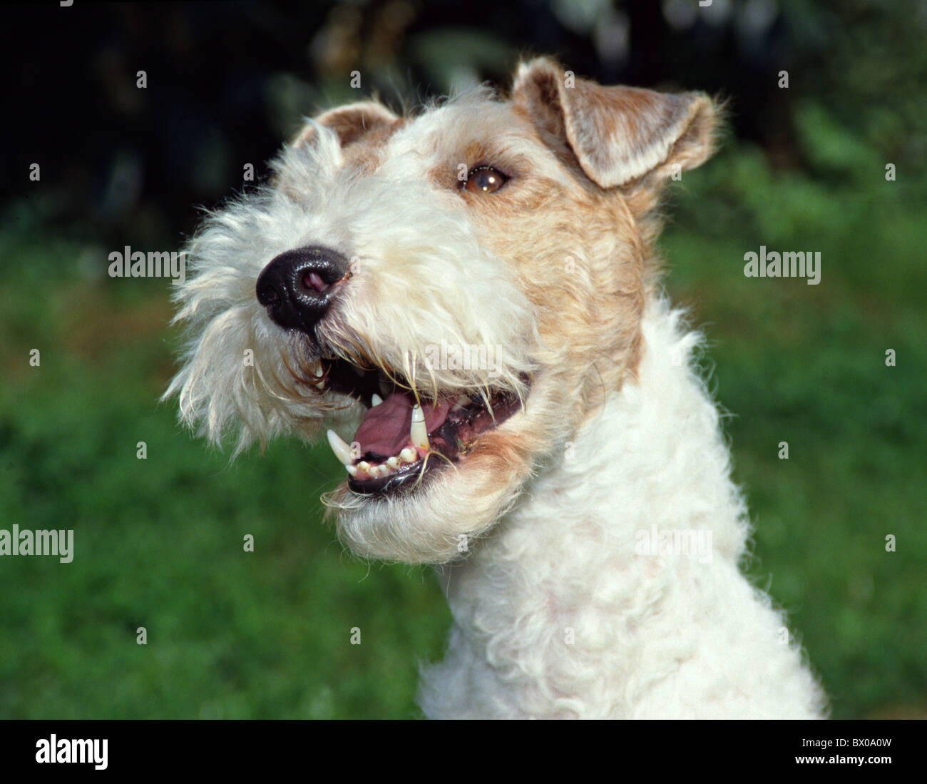 emotion cheeky joy happily cheerfully feeling emotion dog amusing nature portrait fun joke mood animal Stock Photo