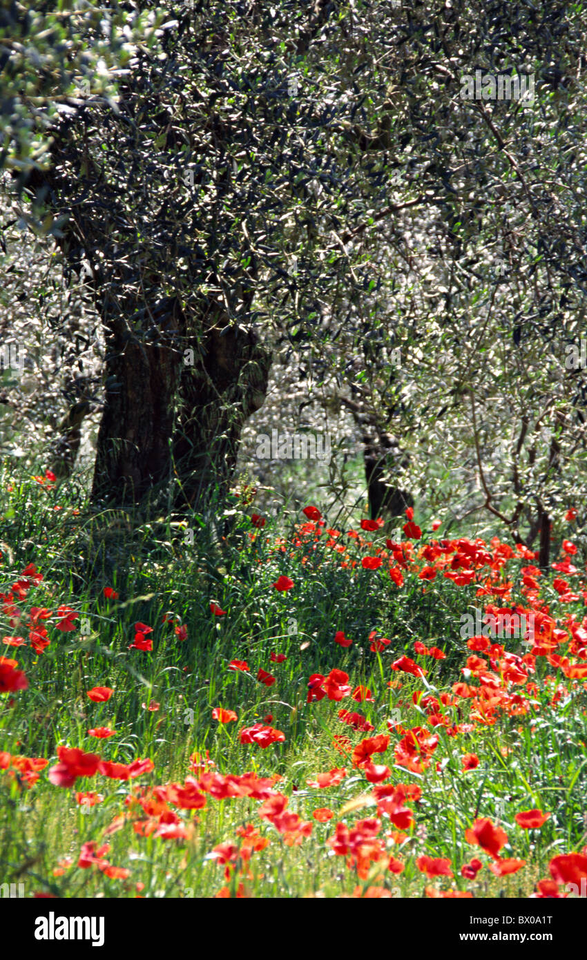 tree flower flower meadow bright colours spring cheerfully cheerfulness Italy Europe season scenery popp Stock Photo