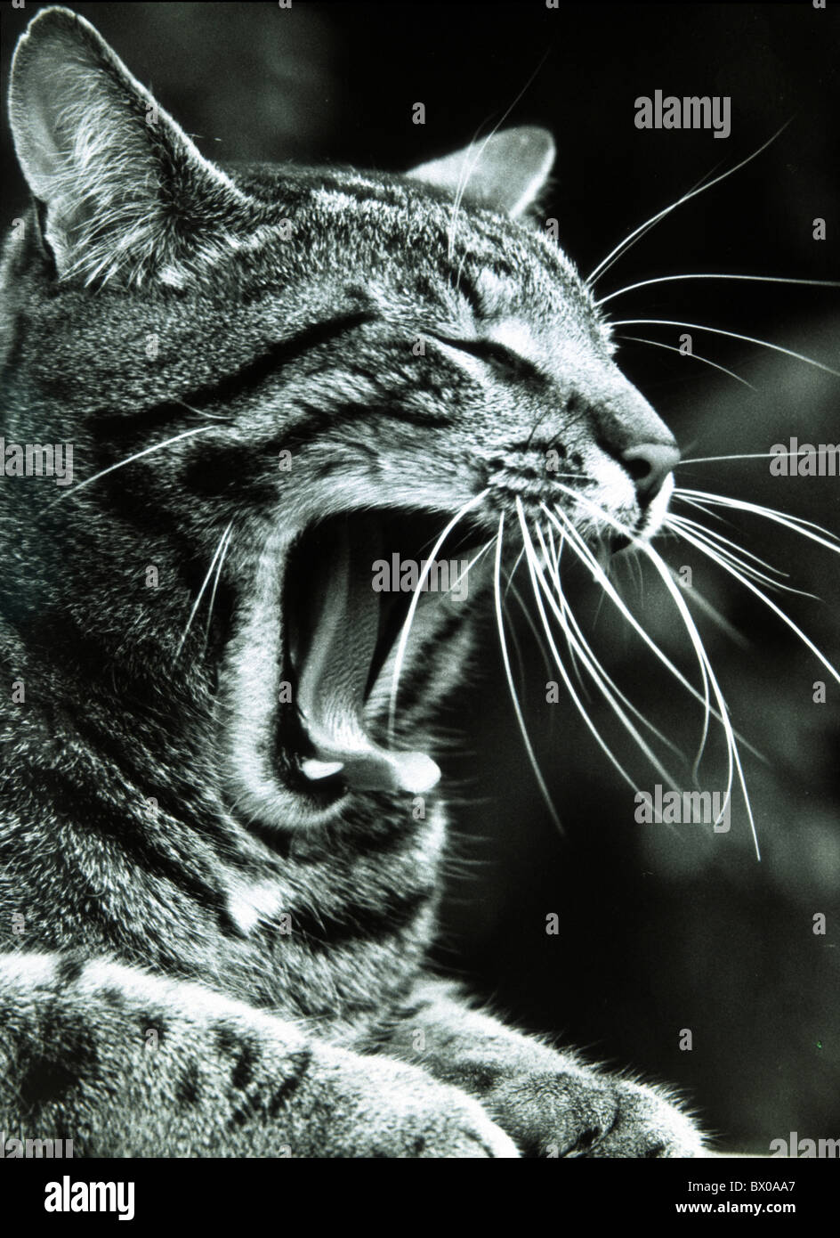 house cat domestic cat yawn cat tiredly nature animal beast portrait Stock Photo