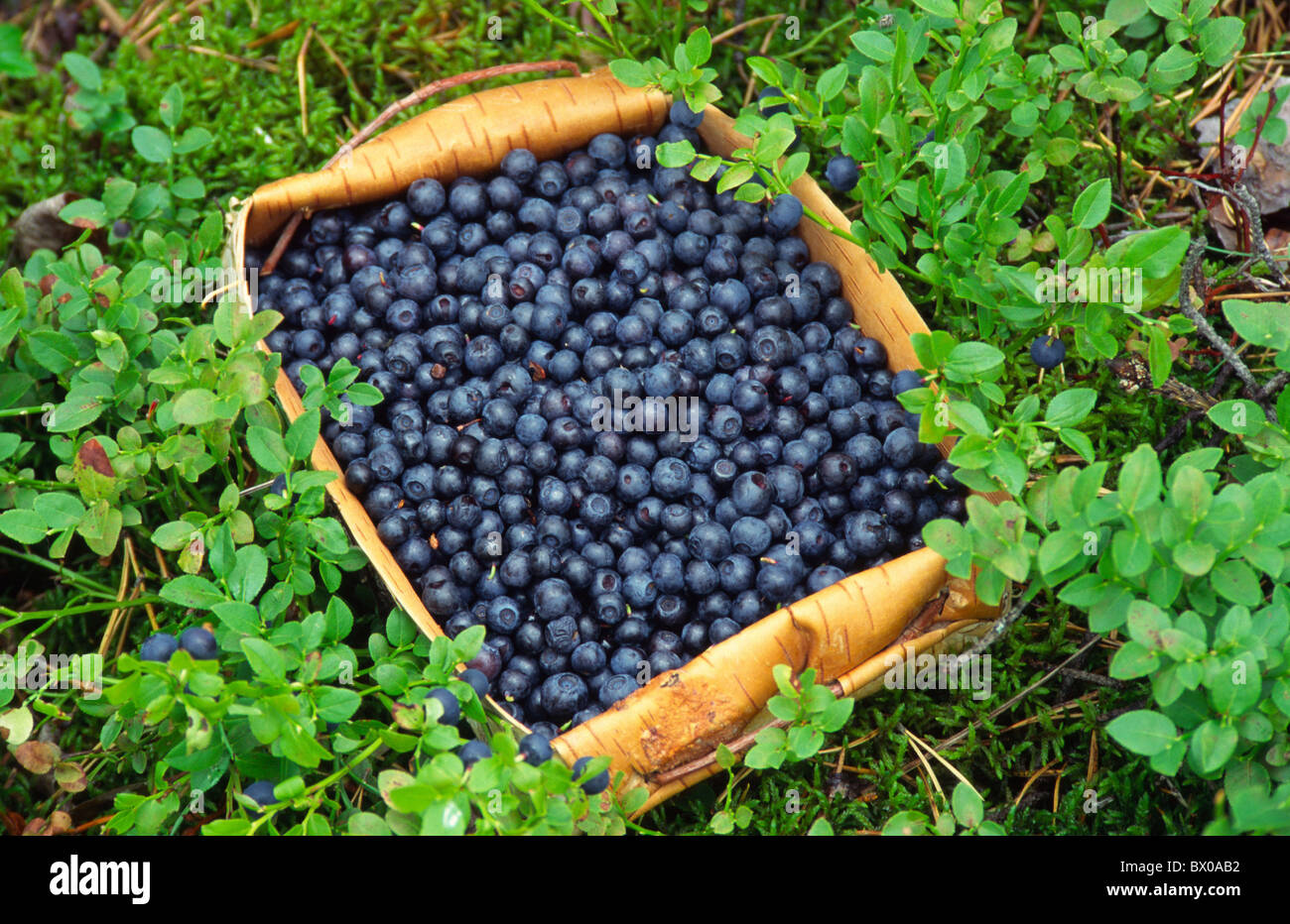 berry berries botany food feeding food eating fruit blueberry scenery