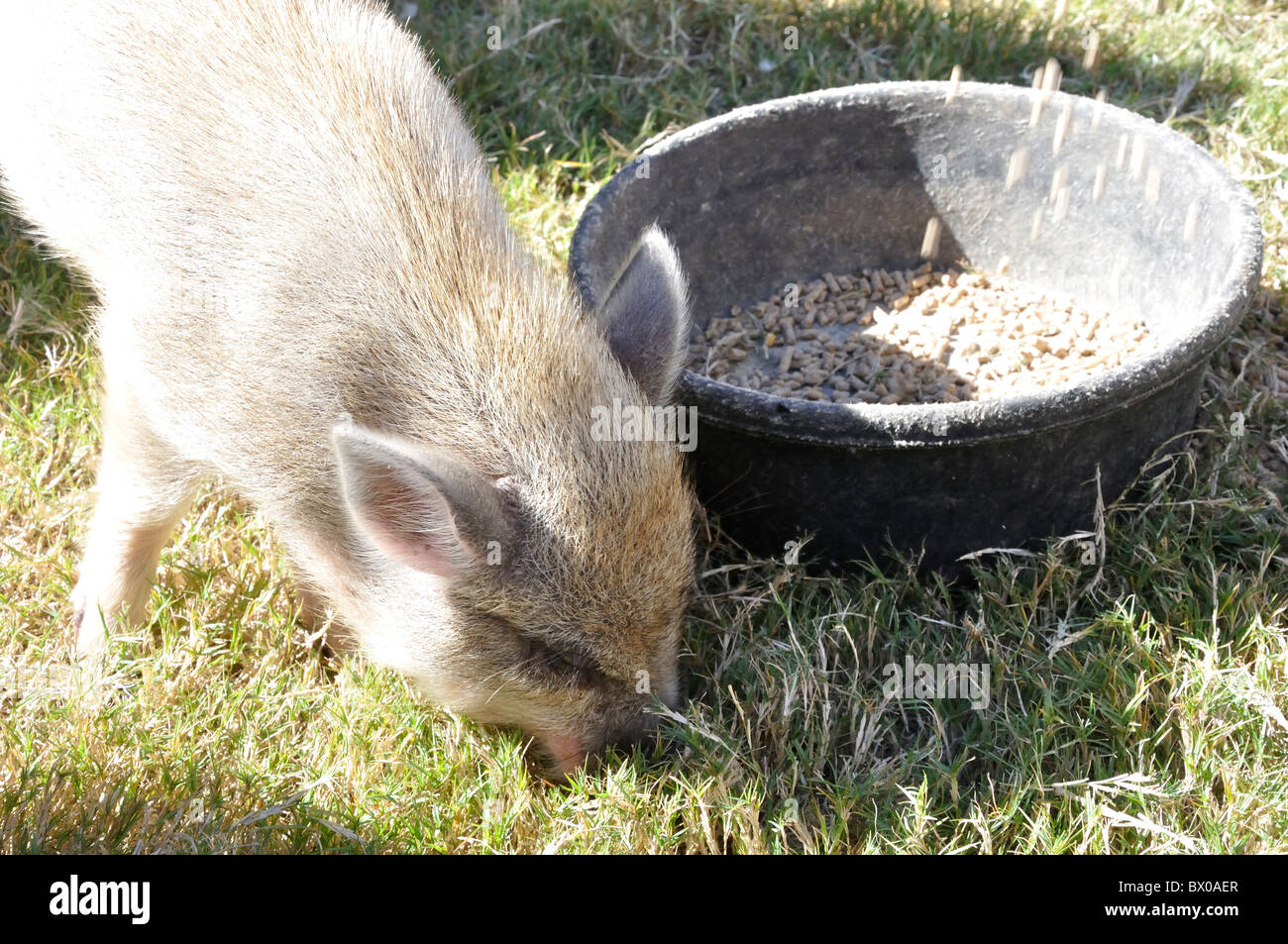 Little pet pig eating Stock Photo Alamy