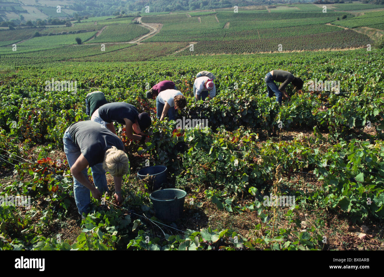 work job work pick farm product Beaujolais harvest crop harvest assistant field field work