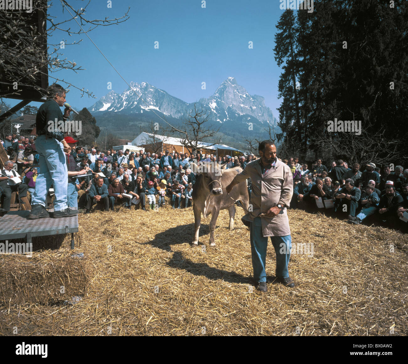 Mountains Myths No Model Release Switzerland Europe Schwyz Scene Cattle Market Cattle Cattle Mountains Myths No Model Release Switzerland Europe Schwyz Scene Cattle Market Cattle Cattle