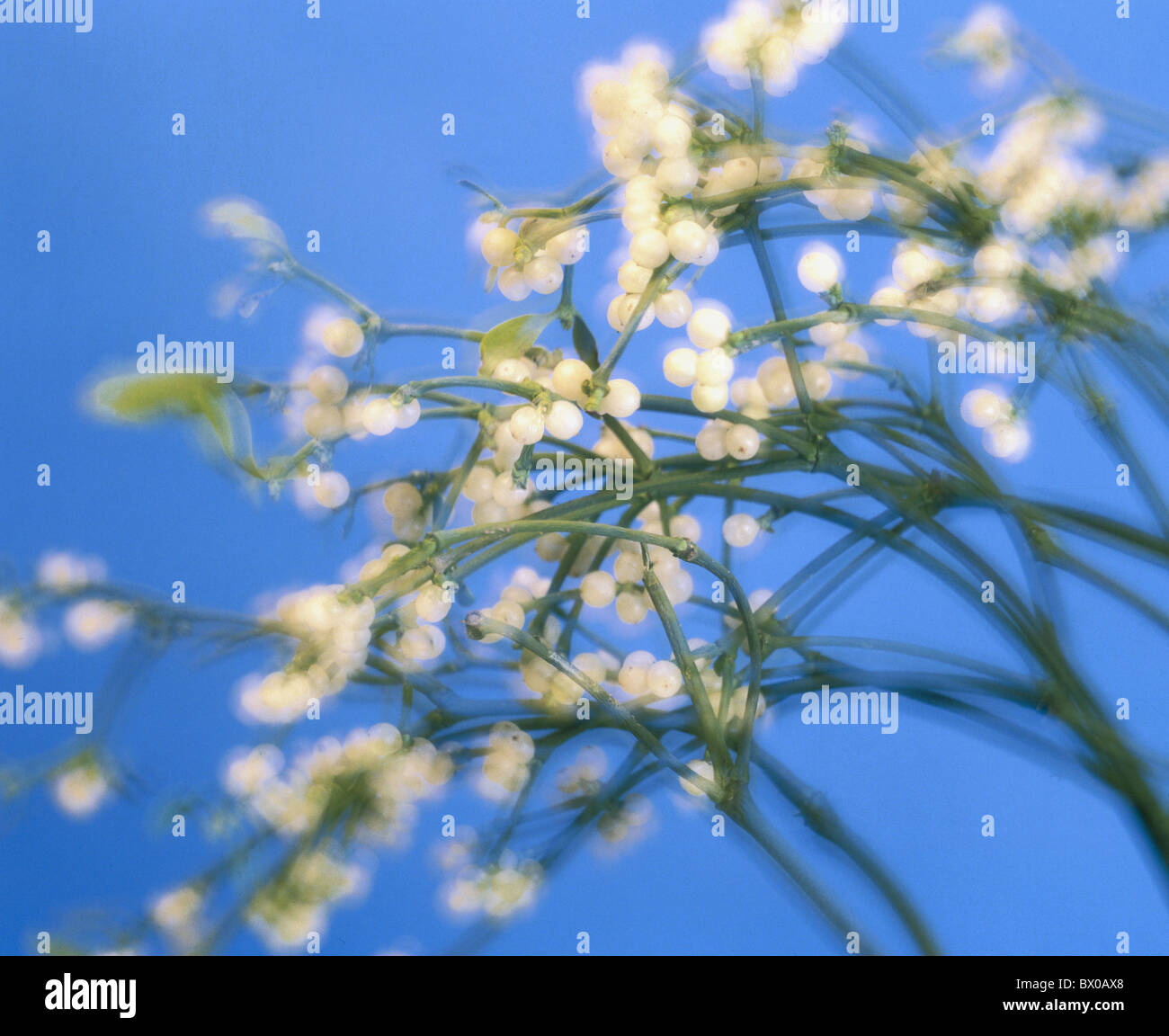 remedial plant impression mistletoe blurr blurs branch Stock Photo
