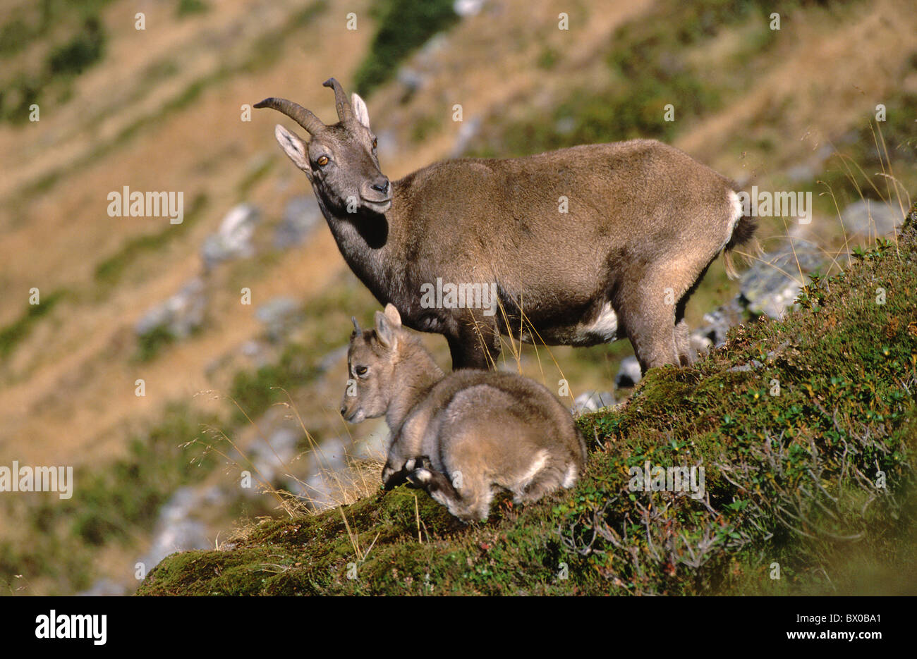 Alps Capricorn ibex Bern goat Capra Ibex unites family nanny-goat high cheers portrait format Ibex Ibex Stock Photo