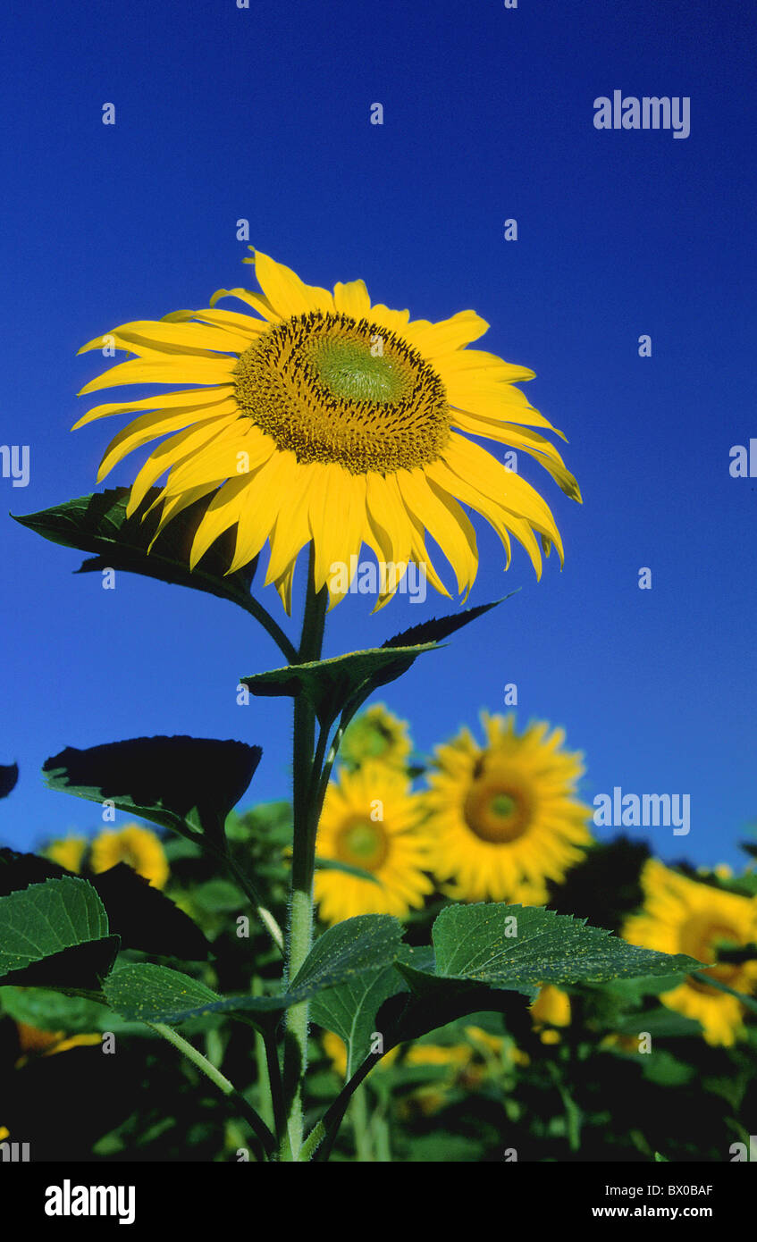 cutting part blue sky flower blossom flourish flower splendour field yellow Gossau Helianthus annuus hig Stock Photo