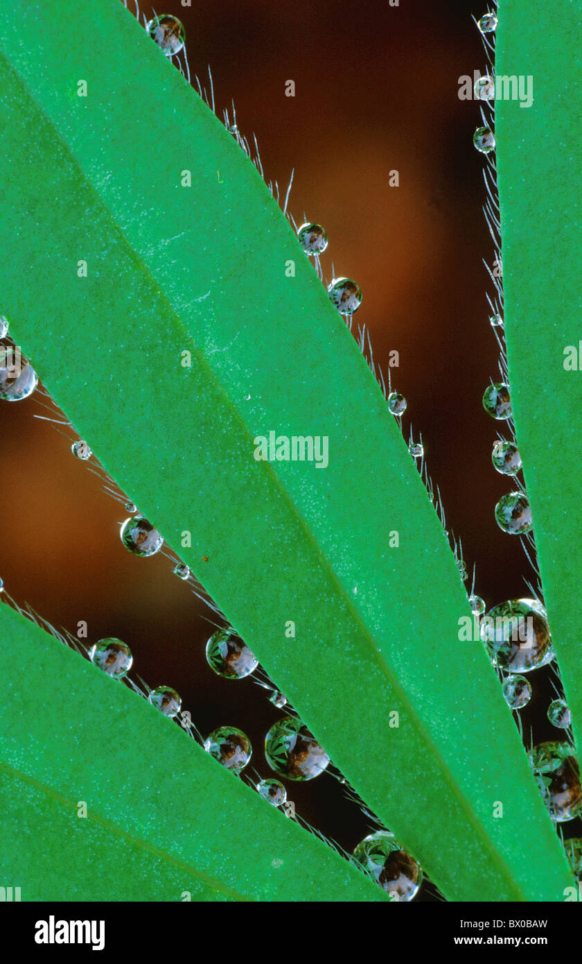 Alaska leaf brown Close up detail diagonally diagonal humidity moisture graphically green high portrait Stock Photo