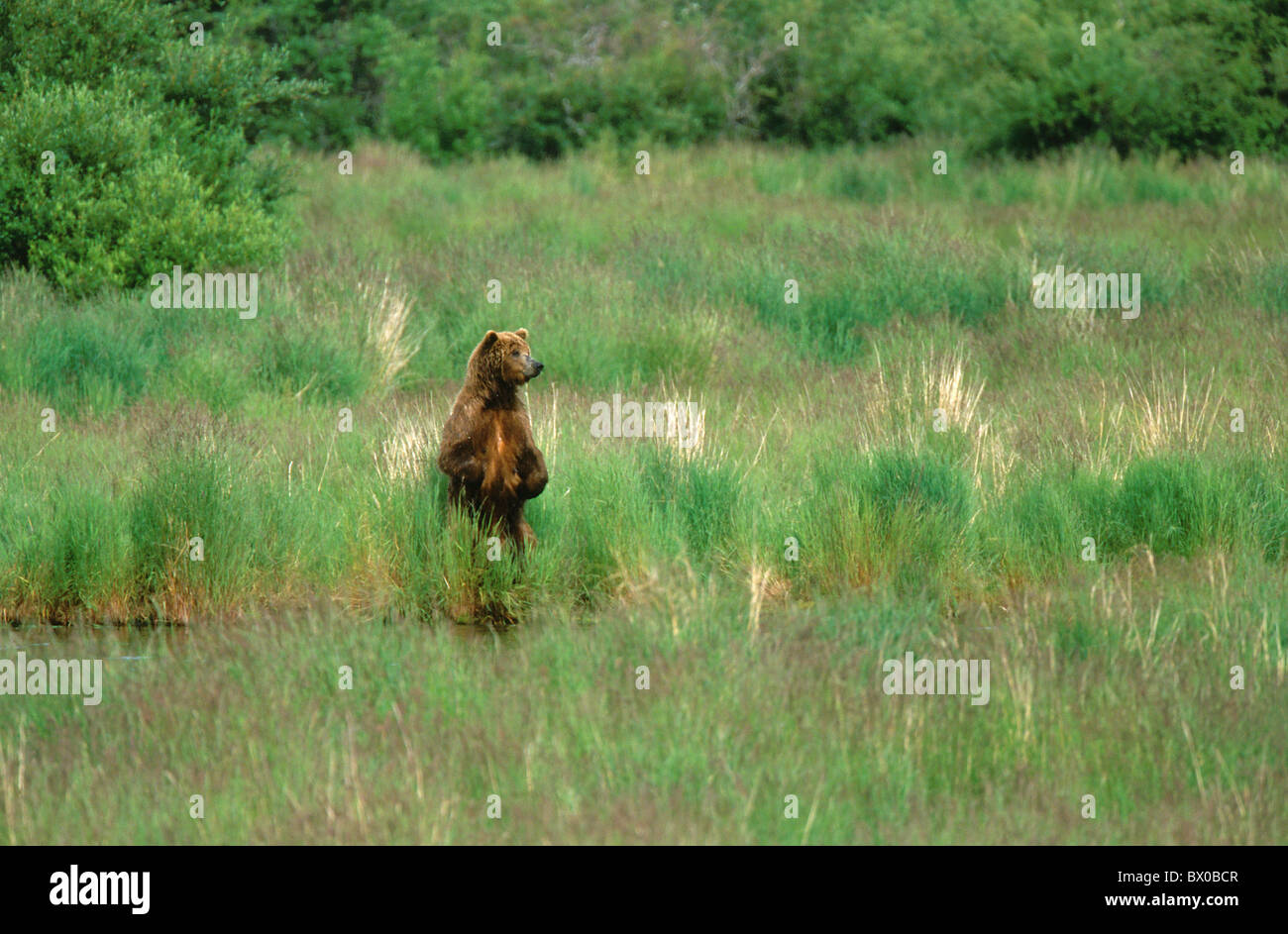 Alaska upright bear brown bear brown bear Brooks camp Coastal Coastal one grass high cheers portrait for Stock Photo