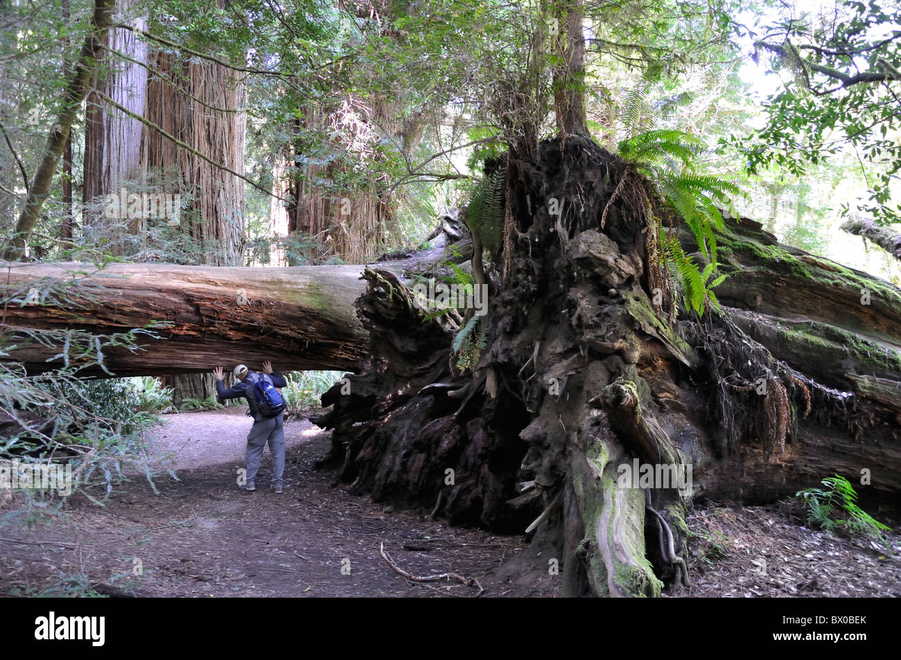 Redwoods National Park, California, USA Stock Photo