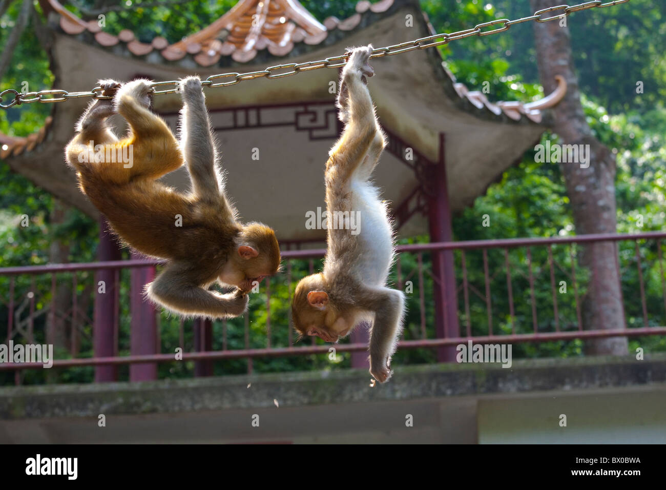 Macaques monkeys climbing on a chain, Longhushan, Detian Scenic Spot