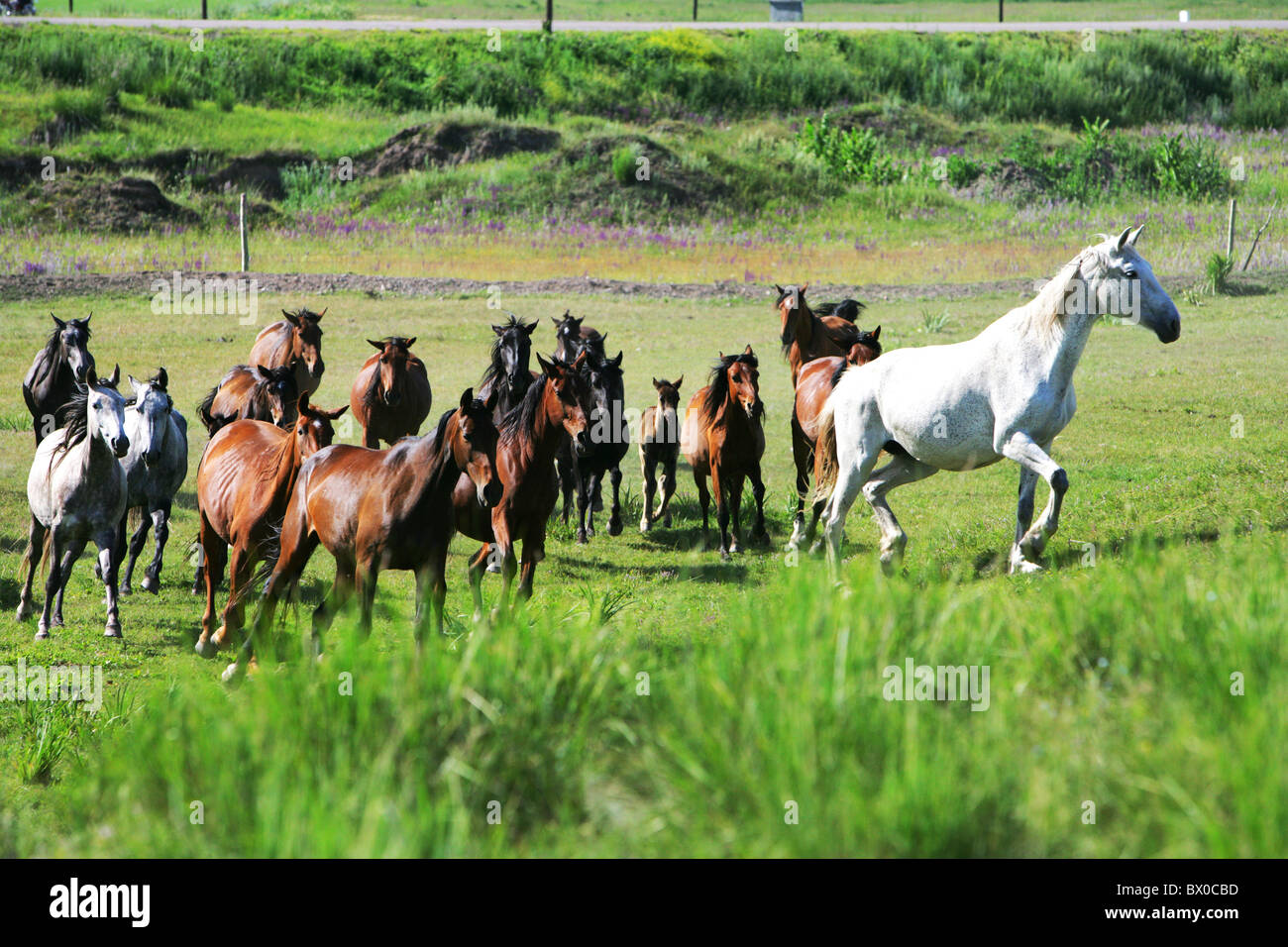 Running horses, Zhaosu Military Horse Ranch, Ili Kazakh Autonomous Prefecture, Xinjiang, China Stock Photo