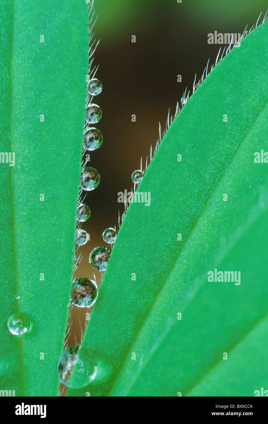 Alaska leaf Close up detail diagonally diagonal humidity moisture graphically green high portrait format Stock Photo