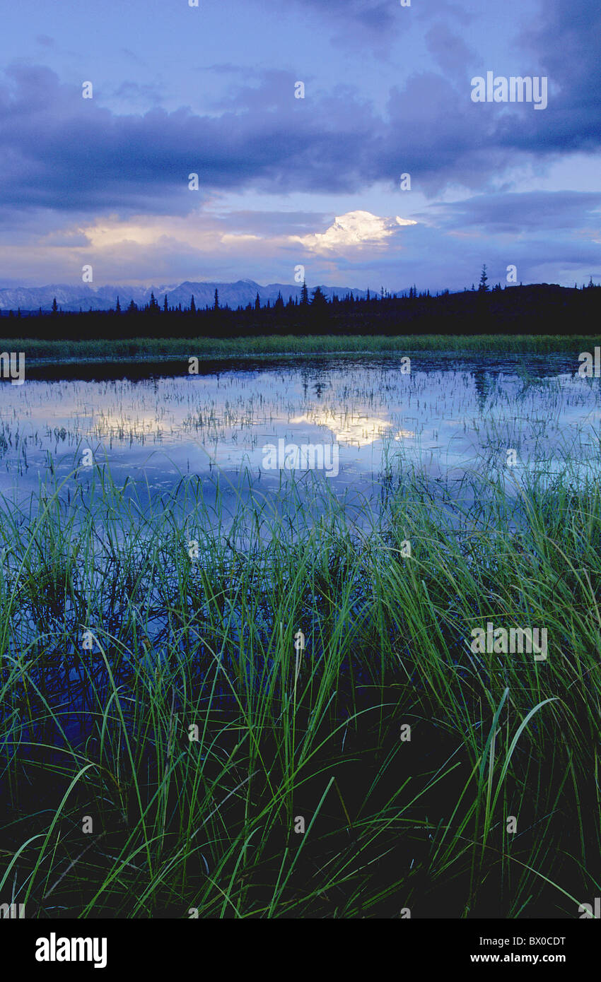 6194 ms evening Alaska near Wonder lake mountain point Denali national park grass gray sky high portrait Stock Photo