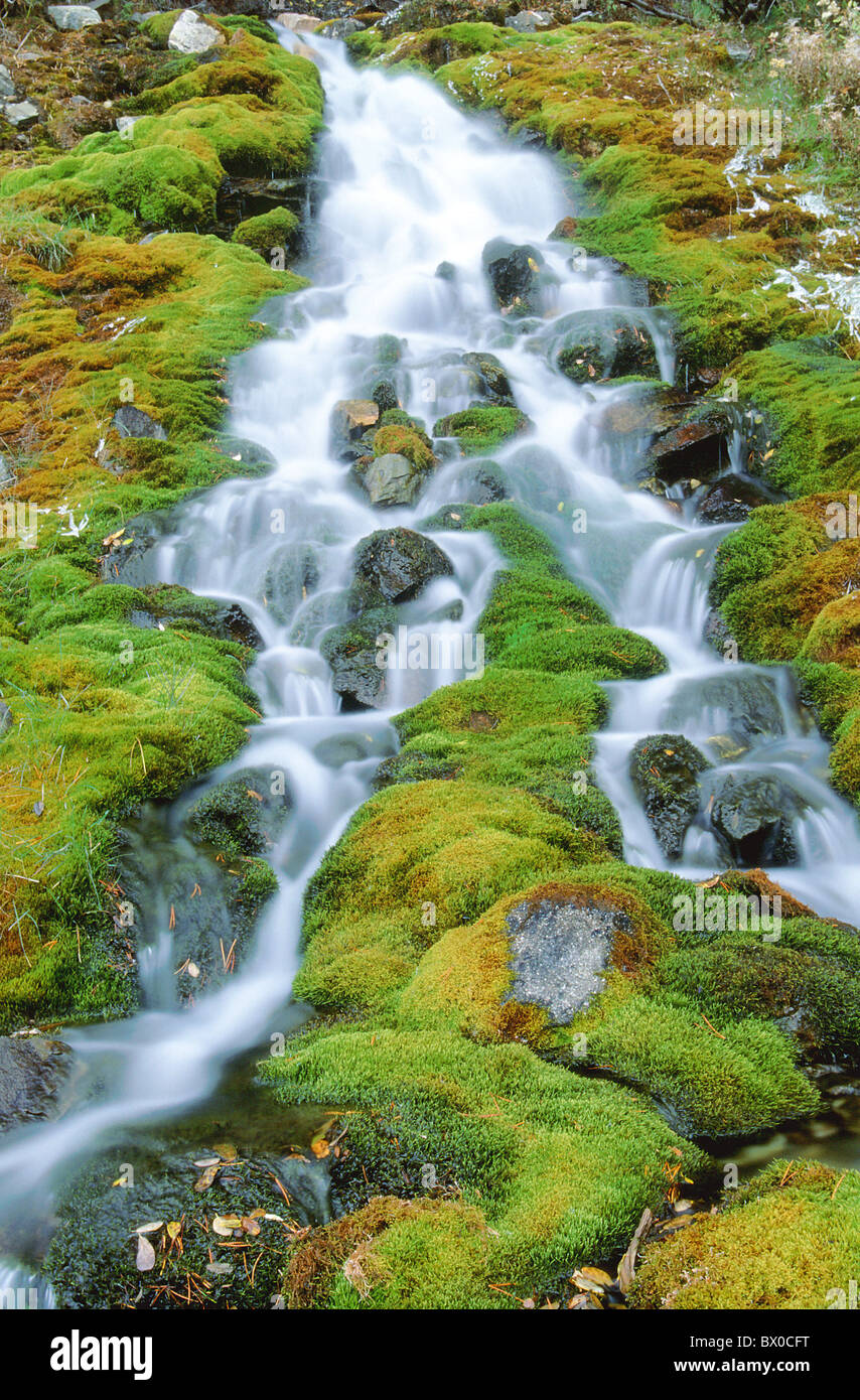 Alaska brook BC British Columbia Canada North America flow autumn high cheers portrait format Canada Nor Stock Photo
