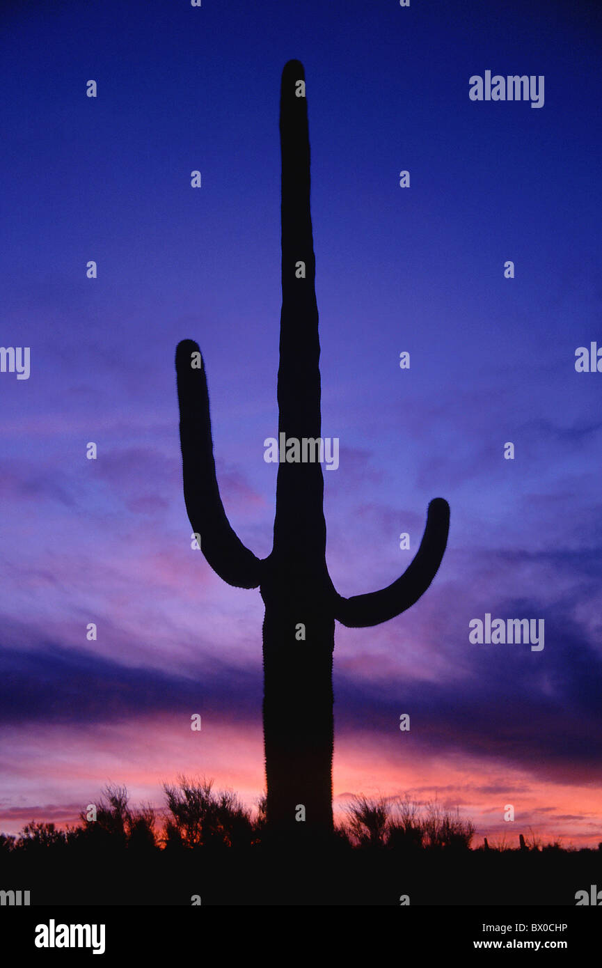 afterglow alpenglow evening mood Arizona blue sky botany sky high cheers portrait format cactus national Stock Photo