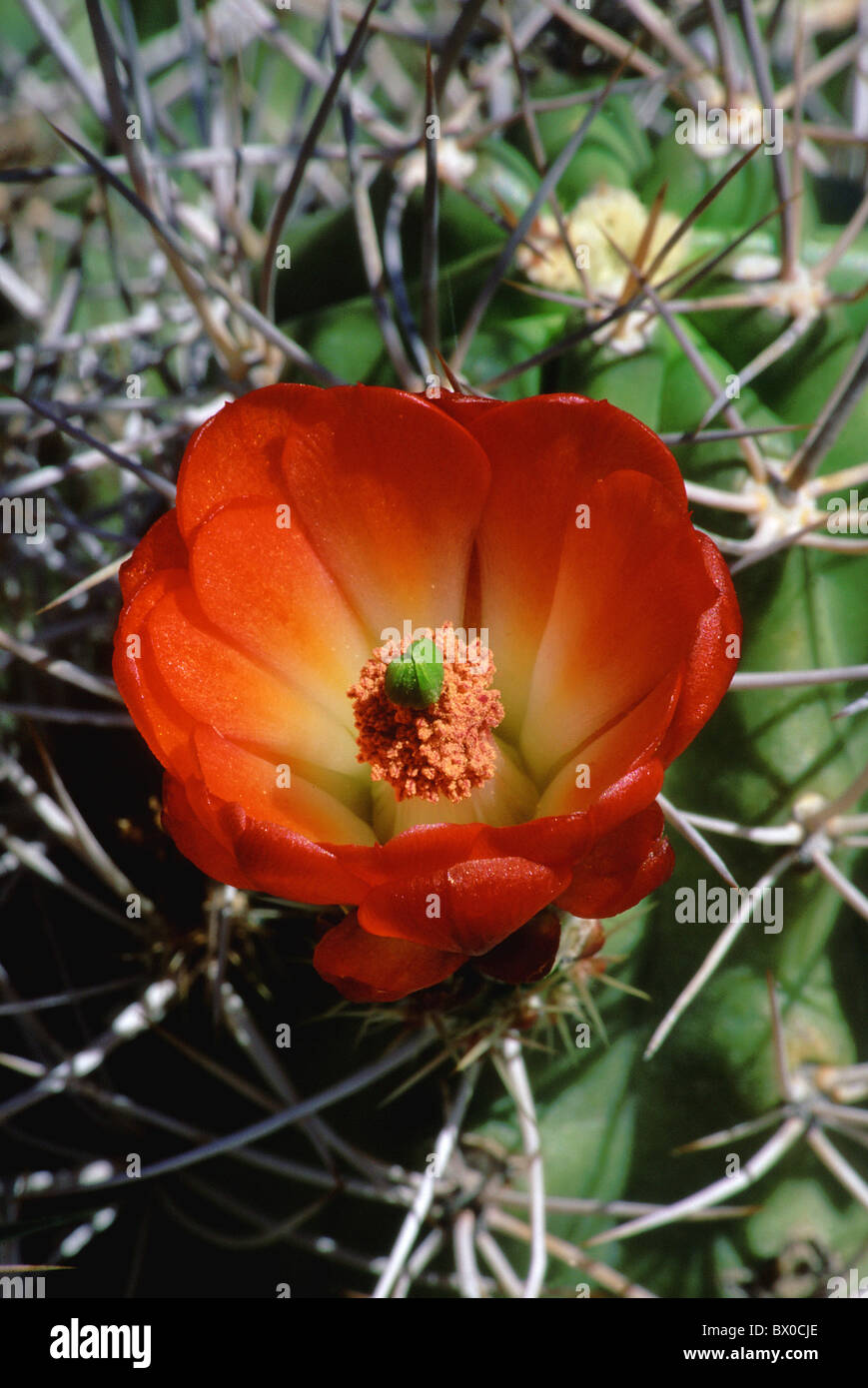 blossom flower flowers blossom flourish botany cup Cactus dryness Echinocereus triglochidiatus spring high Stock Photo