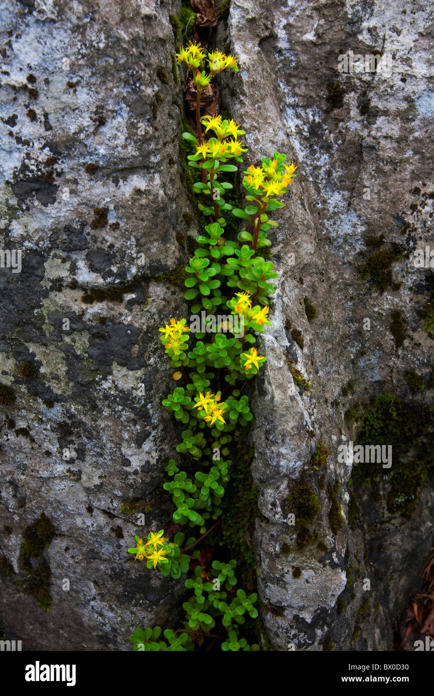 Golden star shaped flowers blooming in cleft of a rock, China Stock Photo
